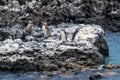 Penguins roost on the coast.Ecuado